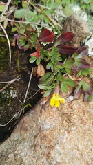 Listia heterophylla