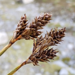 Carex lachenalii