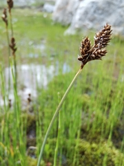Carex lachenalii