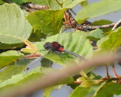 Leucorrhinia glacialis