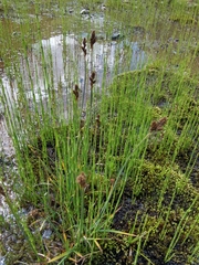 Carex lachenalii