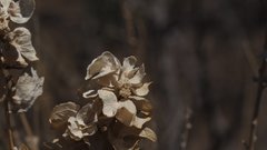 Atriplex canescens canescens