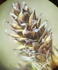 Carex lachenalii