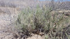 Atriplex canescens canescens
