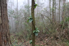 Valeriana clematitis