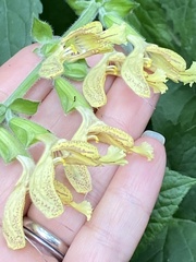 Salvia glutinosa