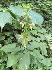 Salvia glutinosa