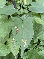 Salvia glutinosa