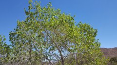 Populus fremontii fremontii
