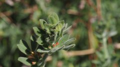 Acmispon heermannii heermannii