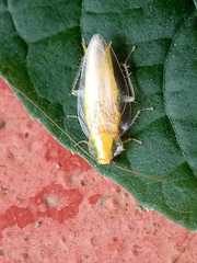 Blattodea