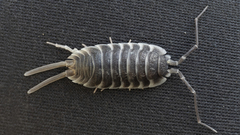 Porcellio hoffmannseggii