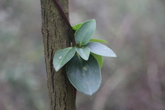Valeriana clematitis