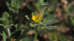 Acmispon heermannii heermannii