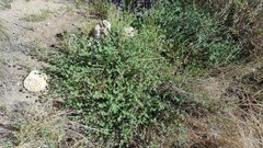 Acmispon heermannii heermannii