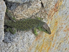 Timon lepidus ibericus