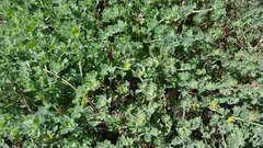 Acmispon heermannii heermannii