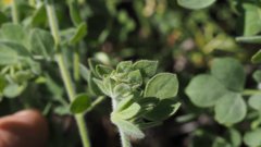Acmispon heermannii heermannii