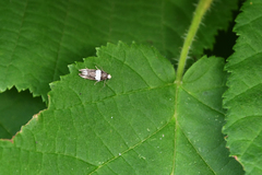 Recurvaria leucatella