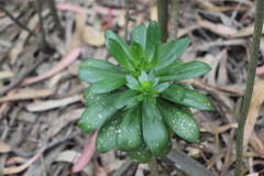 Echeveria bicolor