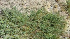 Acmispon heermannii heermannii