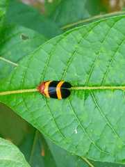Hemiptera