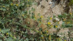 Acmispon heermannii heermannii