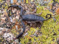 Hadogenes phyllodes