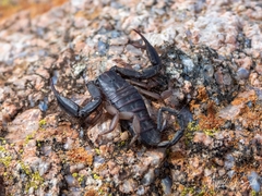 Hadogenes phyllodes