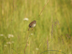 Xenospiza baileyi