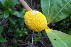 Puccinia minutissima