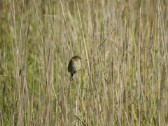 Xenospiza baileyi