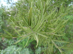 Forchhammeria watsonii