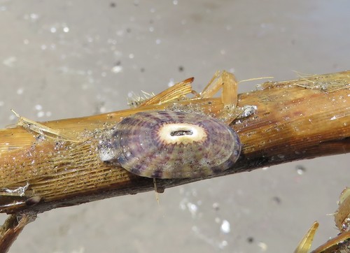 Fissurella limbata