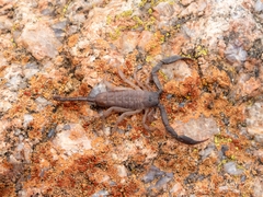 Hadogenes phyllodes