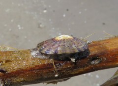 Fissurella limbata