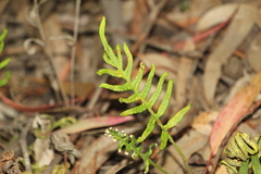 Pleopeltis orientalis
