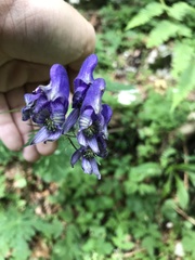 Aconitum degenii