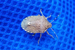 Holcostethus albipes