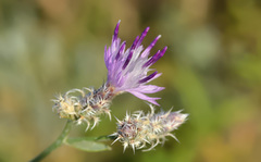 Centaurea virgata squarrosa