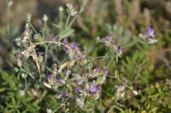 Centaurea virgata squarrosa
