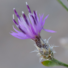 Centaurea virgata squarrosa