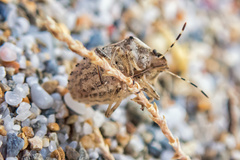 Holcostethus albipes