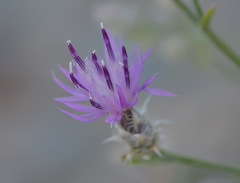 Centaurea virgata squarrosa