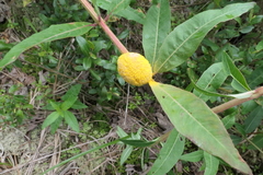 Puccinia minutissima