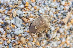 Holcostethus albipes