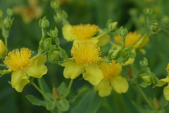 Hypericum swinkianum
