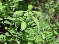 Phaulothamnus