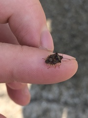 Dendrocoris humeralis