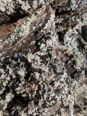 Parmotrema subtinctorium